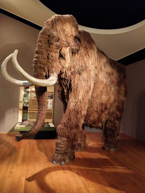 Muzeum Historii Naturalnej w Bazylei